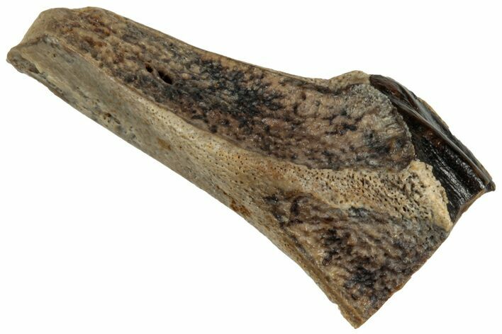 Fossil Hadrosaur (Edmontosaurus) Partial Tooth - Montana #319731